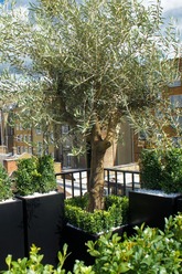 Olivetree.roof.terrace