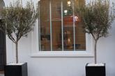 Olive.trees.in.modern.planters