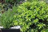 Pittosporum.Lavender.in.planters