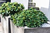 Pittosporum.in.concrete.planters