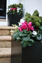 Seasonal.flowers.polystone.planters.london