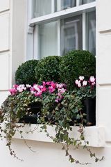 window boxes london