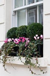 windowboxes.london